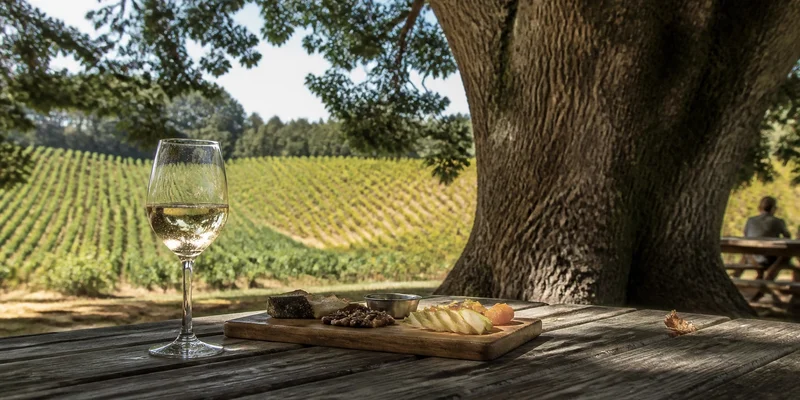 Relaxed afternoon under mature oak trees with sparkling wine and spring cheese pairings wooden table Cooper Mountain Vineyards Beaverton Oregon