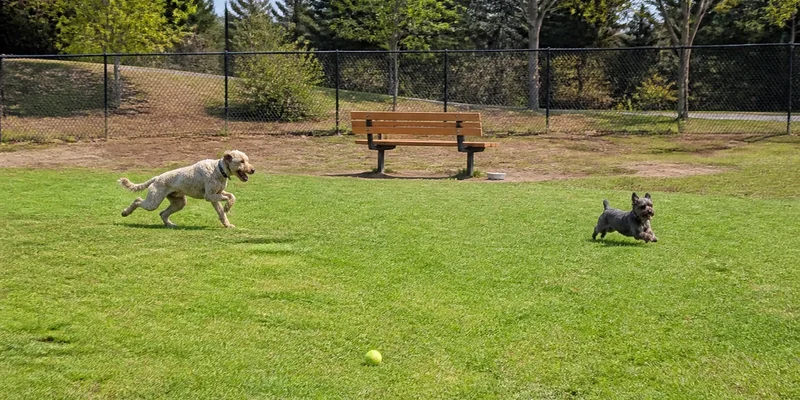 Fenced dog park play area, Tigard, Oregon